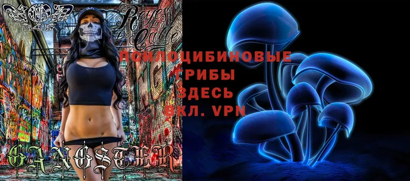 Галлюциногенные грибы Psilocybe  Бирюч 